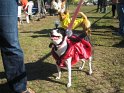 halloween 2010 005